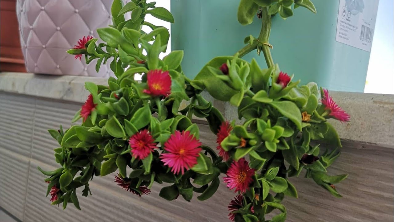 Buz Çiçeğinin Bakımı Toprağı Çoğaltımı Sulaması Nasıldır?