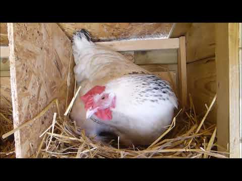 La Gallina Sussex