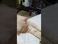 funny cat #cats #cute #pets #meow #instacat #catlover #kittensofinstagram #animaloveras