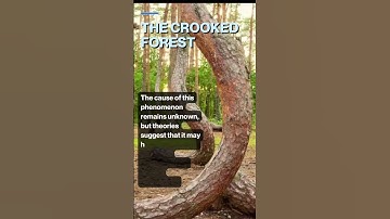 The Crooked Forest #shorts #facts #mystery