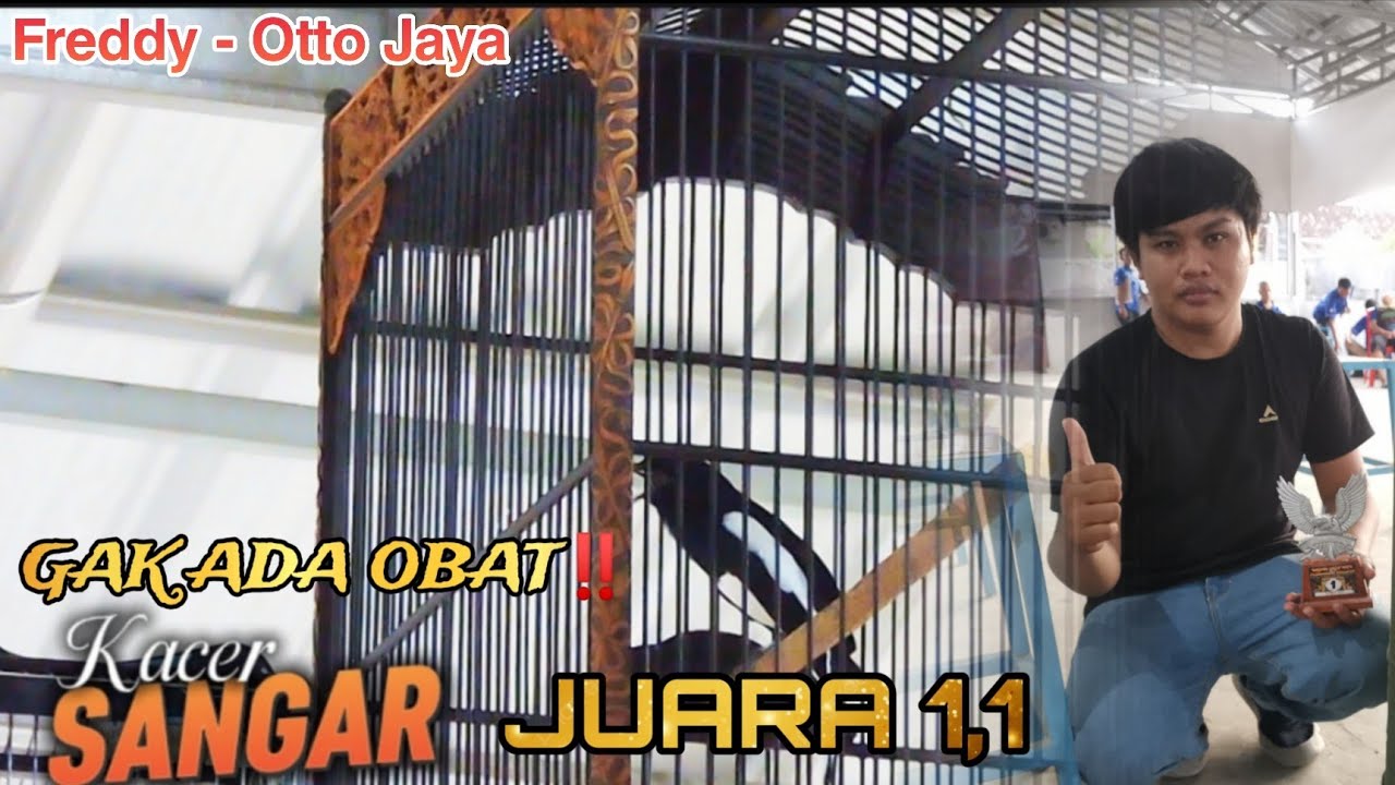 Gak ada Obat‼️ Kacer Sangar jadi penguasa Blok barat‼️ 