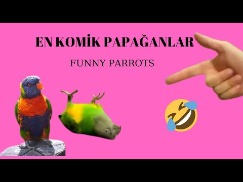 KOMİK PAPAĞANLAR | funny parrots | very funny birds | funny animals | cute birds 2020