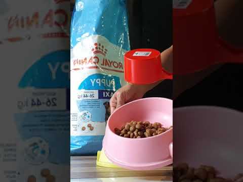 Homemade healthy dog food for my siberian huskies. Royal canin dog food #shorts #husky #royalcanin