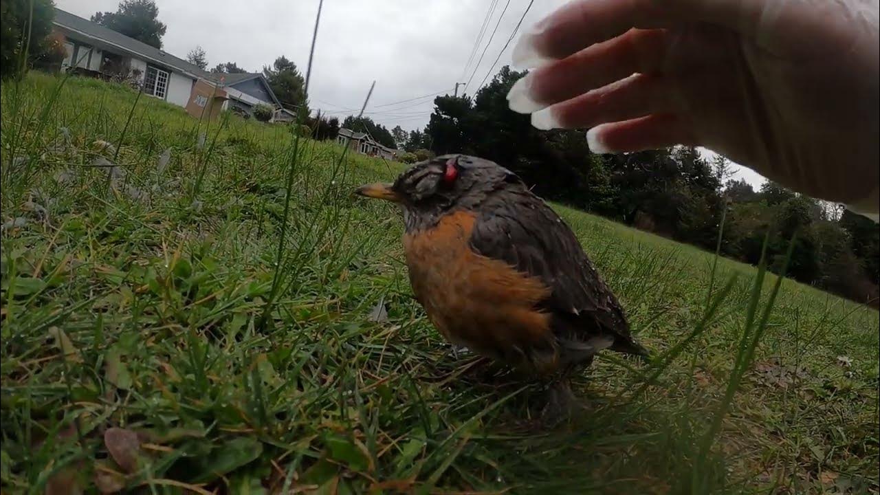 Injured Robin YouTube