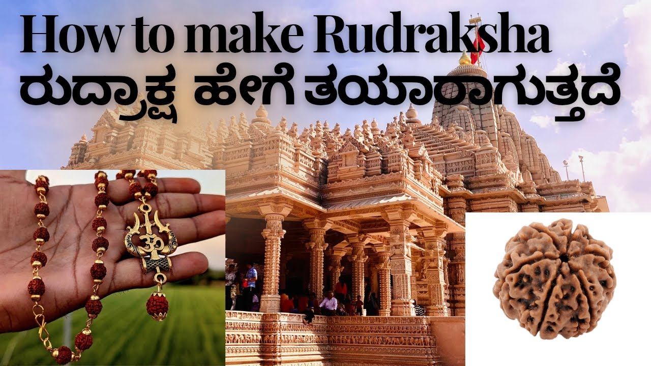 Rudraksha seed natural cleaning and final Stage