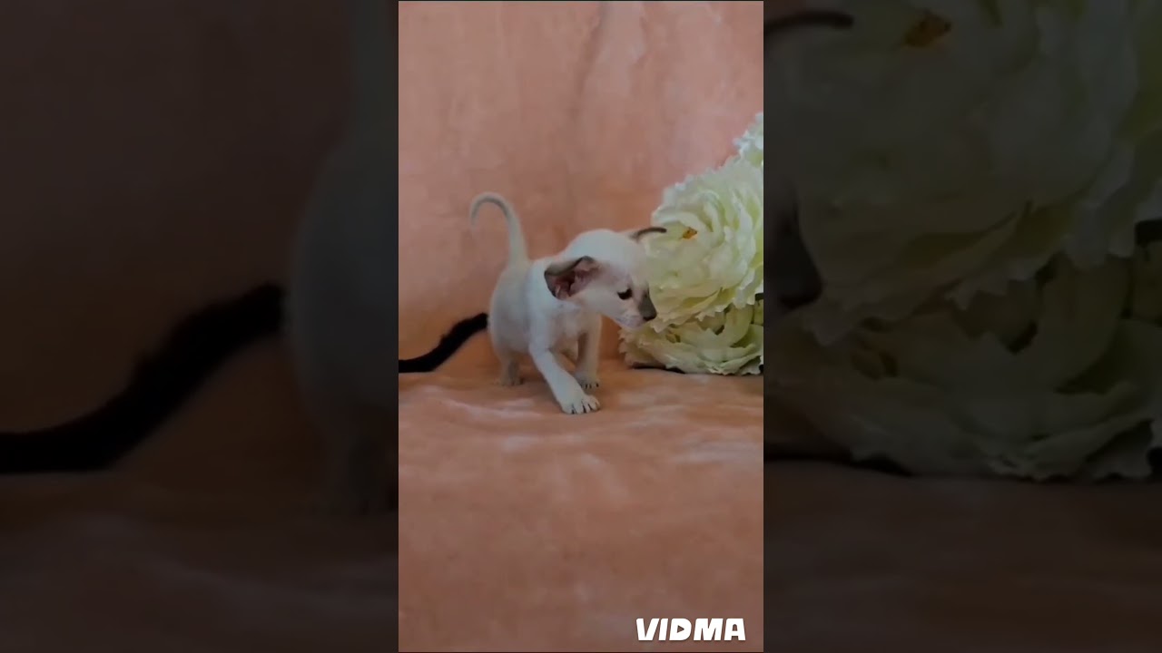 Сиамская малышка 😻 