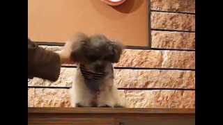 超簡単☆装着楽々♪新作ハーネス