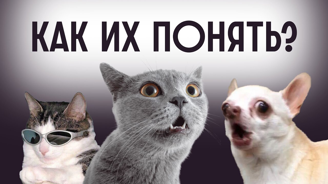 ⁣Тайный язык домашних животных / Редакция.Наука