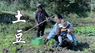 婆媳俩带着一可挖土豆，做一个土豆零食，一口一个太好吃了