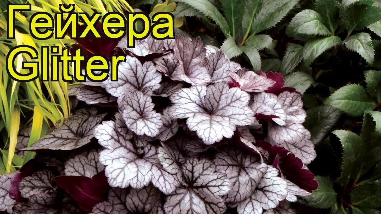 Гейхера Glitter: сорт, характеристики, агротехника, отзывы