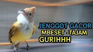 Cucak jenggot gacor Fighter mbeset tajam gurih