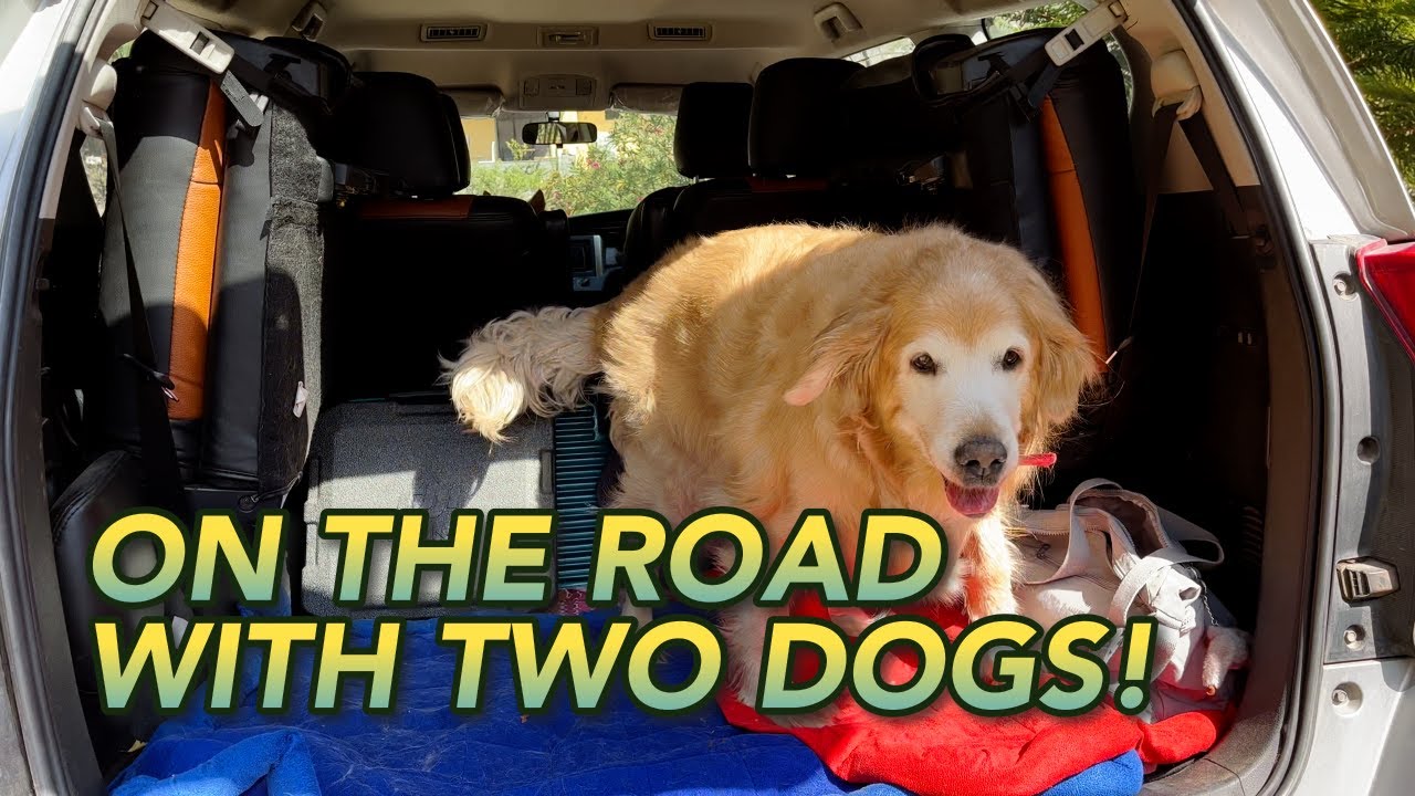 10 Things To Consider When Traveling With Dogs