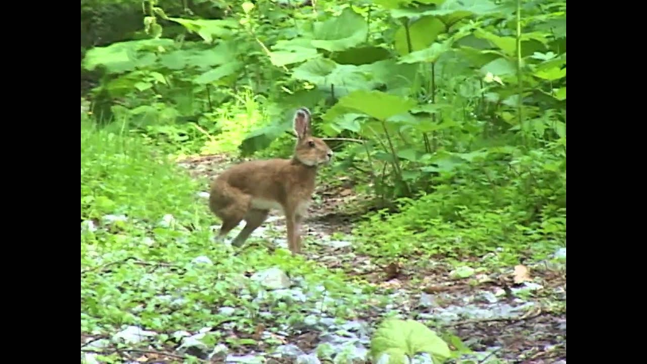 トウホクノウサギjapanese Hare Rabbit Youtube トウホクノウサギjapanese Hare Rabbit Youtube
