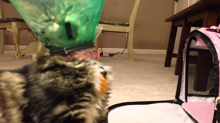 Kitten Vs. Cone