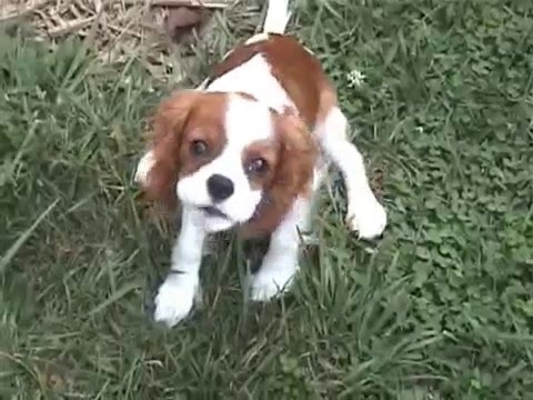 Tanner - Cavalier King Charles Spaniel