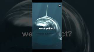 What Lurks Beneath Philippine Waters?  #viral #shorts
