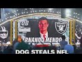 Dog steals NFL Draft spotlight
