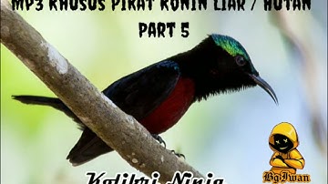 Mp3 Khusus Pikat Konin Liar / Hutan Part 5