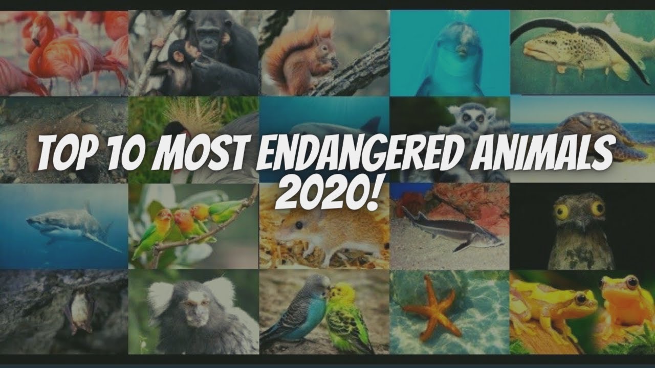 #Top10 Most Endangered Animals 2020 || Worlds Most Endangered #animals