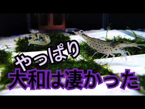 Yamato部隊追撃 水カビ 茶ゴケを消滅 Youtube Yamato部隊追撃 水カビ 茶ゴケを消滅 Youtube