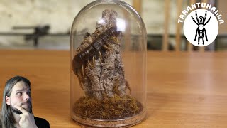 How to make a scolopendra dome diorama?