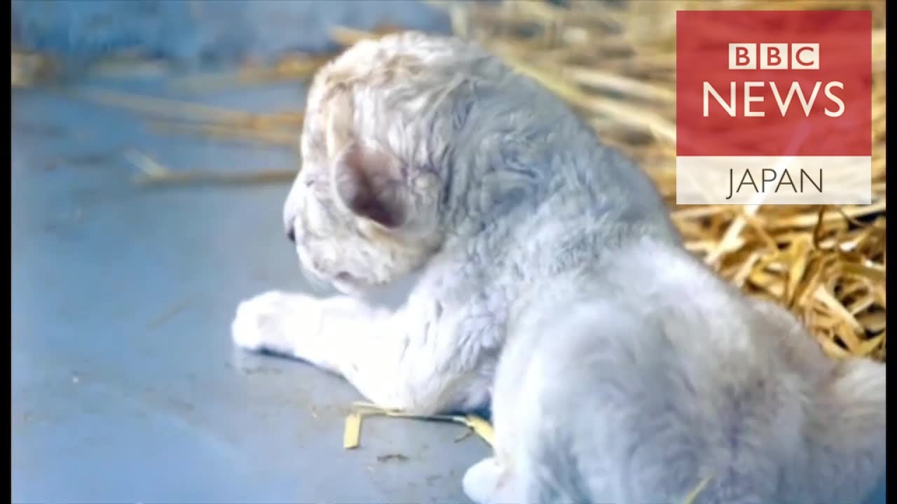 シリア・アレッポから動物救出　人間にとっての意味は - YouTube BBC News Japan
