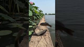What's going on here? Let's discuss in the comments! #FishLeapingOverTheDragonGate #fish