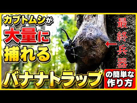 蠼螋（ハサミムシ）から植物を守る！簡単で効果的なトラップの作り方