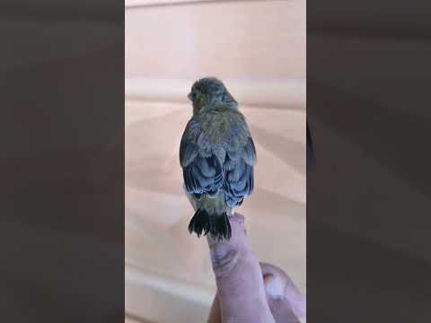 ما إسم هذا الطائر