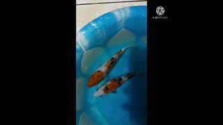 Showa Sanshoku And Taisho Sanshoku A Baby Koi To Keeping