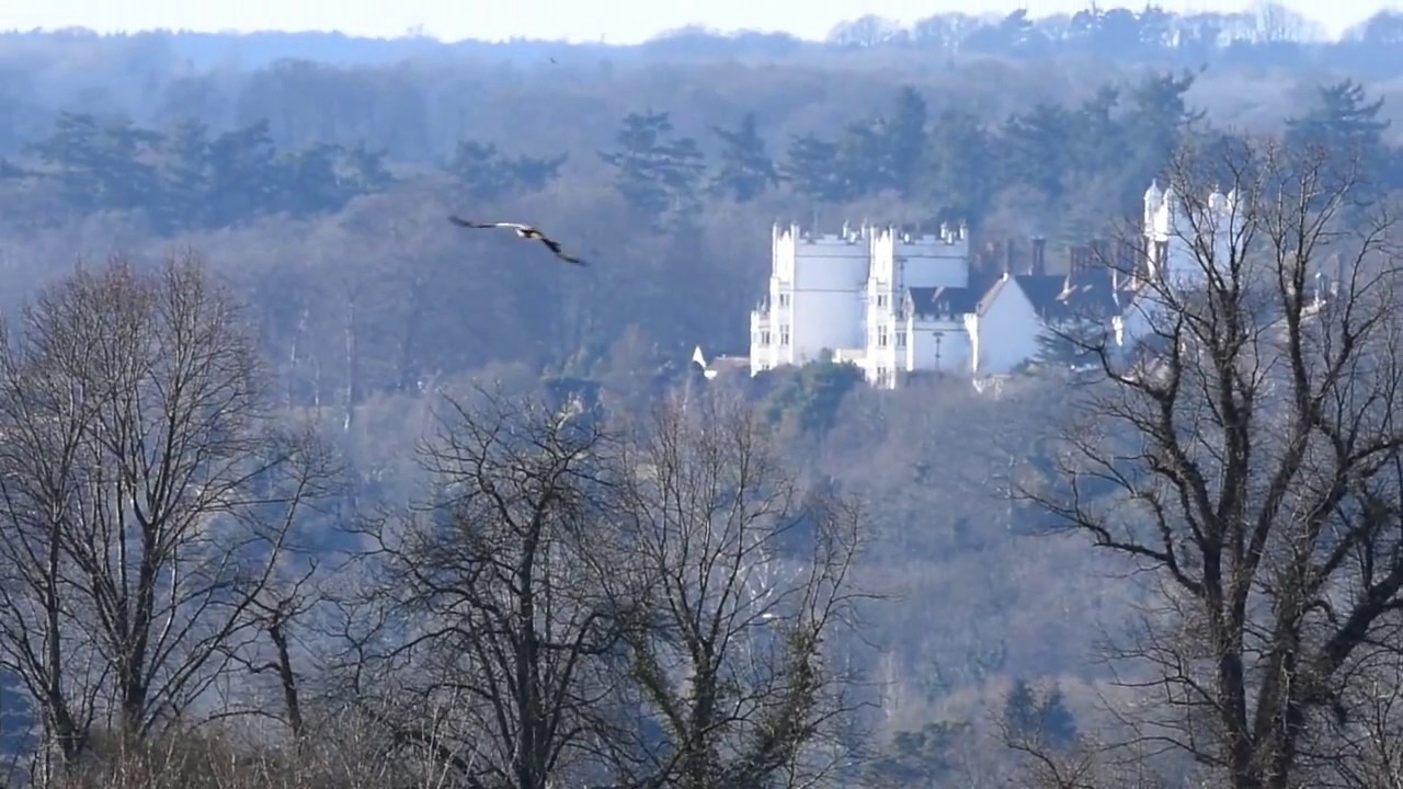 an-afternoon-with-red-kites-in-the-thames-valley-youtube