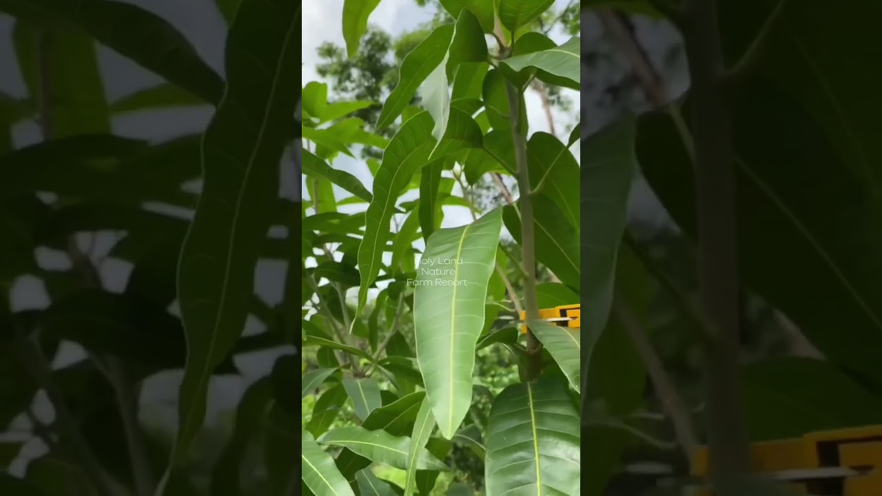 OFW ISRAEL INVESTMENT | COUNTRYSIDE LIFE | BUHAY PROBENSYA | Gem Ezpeleta