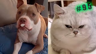 Funny animal videos cats and Dogs 🤣Try not to laugh Challenge! №95