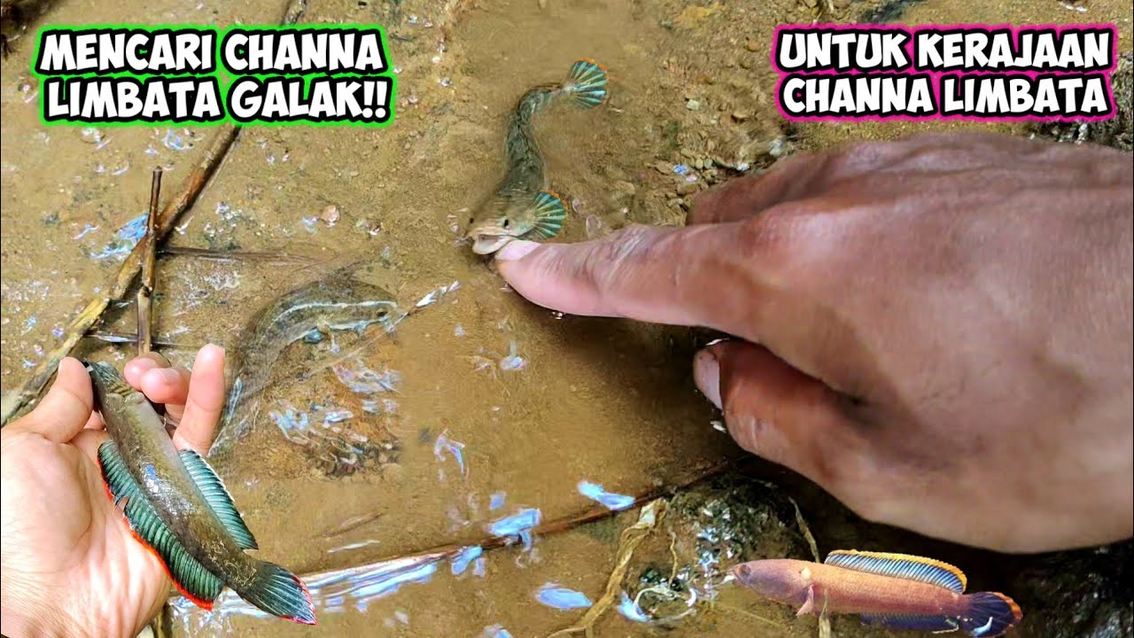 MENCARI CHANNA GALAK UNTUK KERAJAAN CHANNA LIMBATA