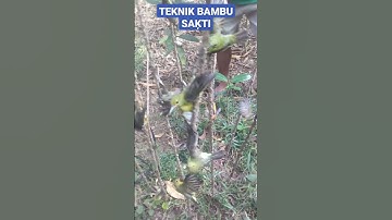 memikat burung kamade korlap mantenan anti zonk#shorts