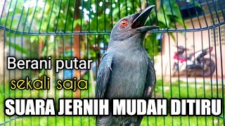 Suara Tajam Ampuh Merangsang Emosi Srigunting Malas Bunyi Agar Cepat Gacor Srigunting Abu Abu Gacor