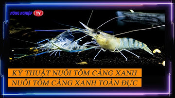 KỶ THUẬT NUÔI TÔM CÀNG XANH (A-Z)