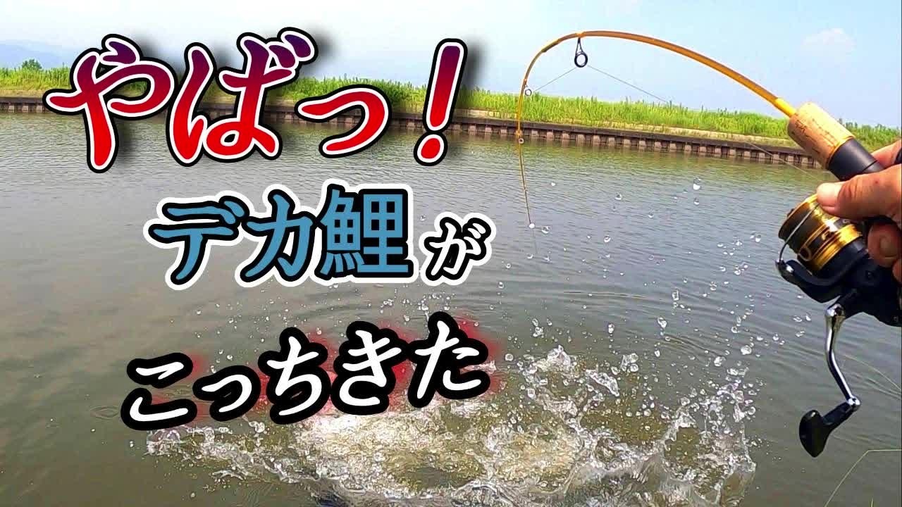 針に掛かった鯉がこっちに向かってきやがりますよ！！【真夏の鯉釣り】【ダイソーレンジャー】【吸い込み】