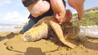 Cuando levantaron a la tortuga inmóvil de la playa, se quedaron petrificados de pena