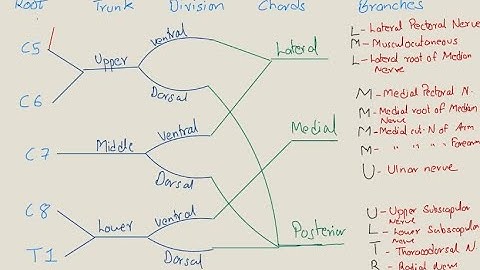 Brachial plexus with BEST MNEMONICS