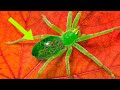 Freaky Parasites That Control Their Victims!