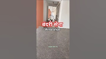 vrindavan Monkey Short|#shorts #monkey #vrindavan