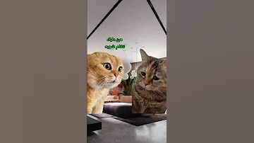 انا ممكن اعمل أي حاجة إلا إني اكلمك لايك Cat Comedy 