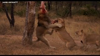 Lions Food Fight