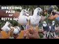 Madrasi pigeons breeding pair of bittu da  bauria  howrah  8961958382