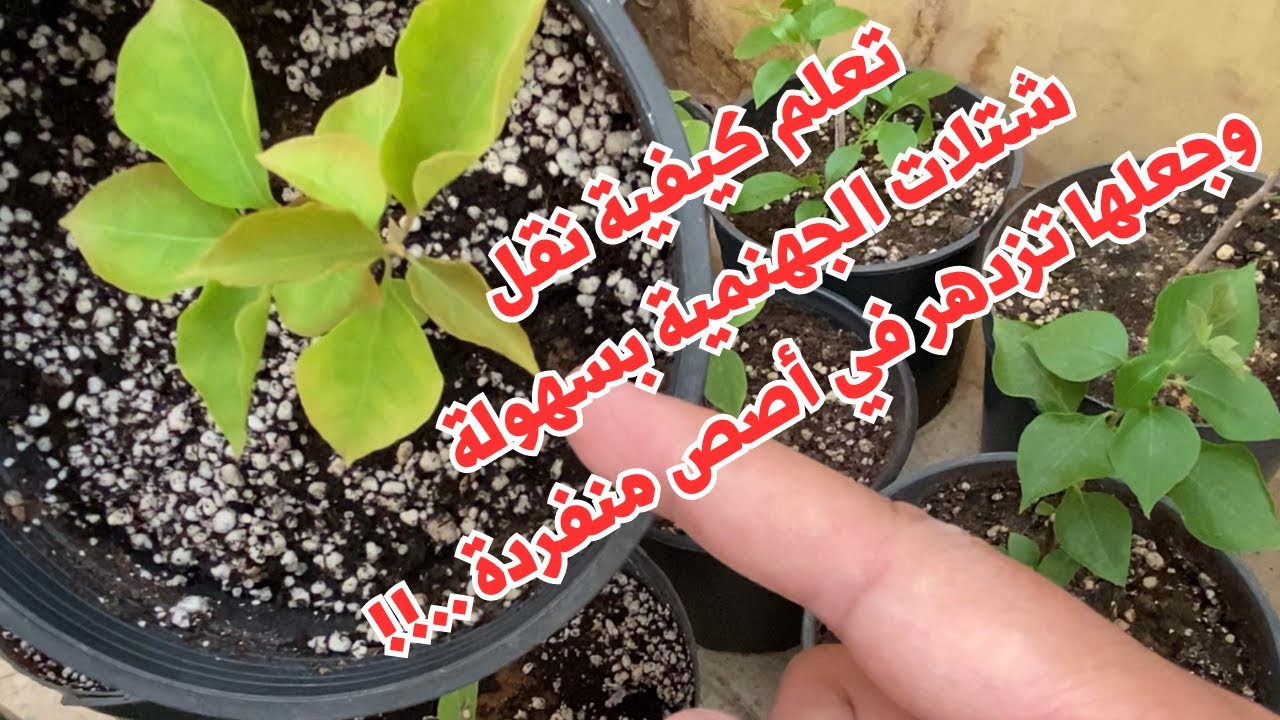 تعرف على طريقة تفريد ونقل شتلات الجهنمية وتحويلها الى أصص منفردة بخطوات ...