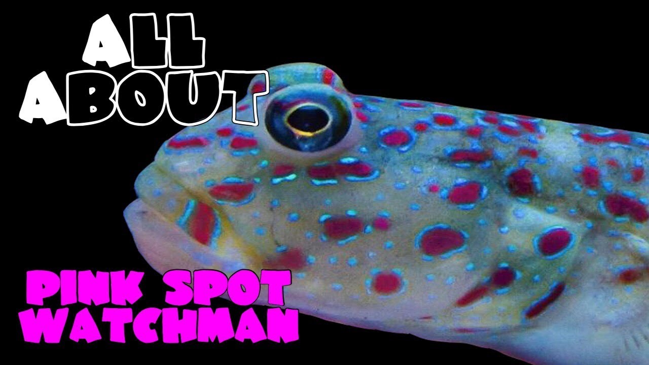 watchmen blue spot goby