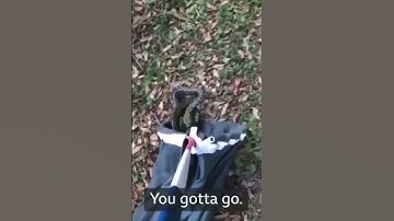 3 Meter Python Shows Up In A Store In Australia