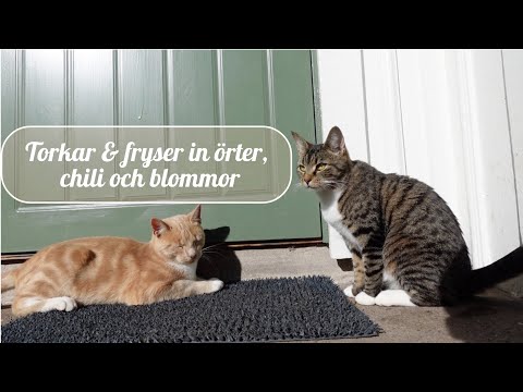 Video: Montering Av Blommor Och örter