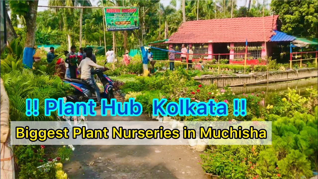Kolkata Biggest Plant Nursery Muchisha॥Plant Hub Muchisha॥दुनिया की